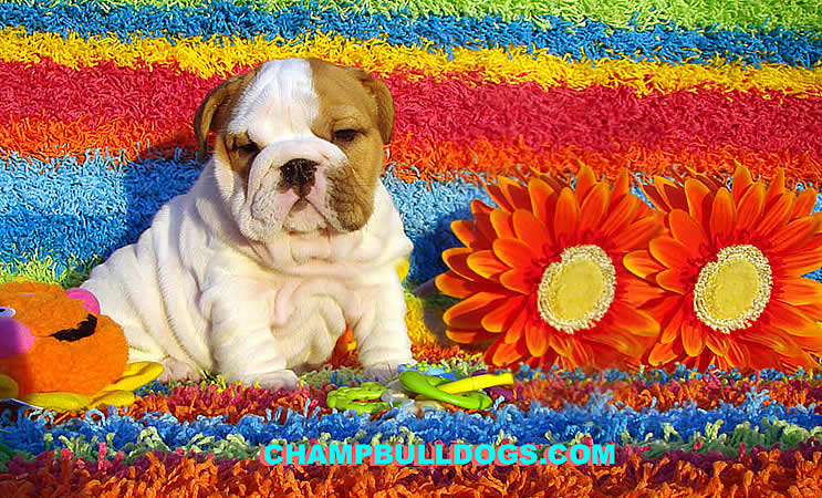 Bulldog picture